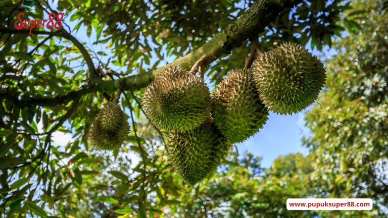 Menggali Potensi Emas Budidaya Durian Bawor